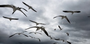 synchronicite_158416738